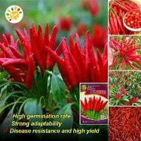 ราคา เมล็ดพันธุ์ พริกจินดาแดง High Yield Super Spicy Red Hot Chili Seeds Hot Pepper Seeds for Planting Bonsai Vegetable Seeds Red Pepper Plants พริก เมล็ดพันธุ์ เมล็ดพันธุ์ พริกชี้ฟ้า (1731996160987532259)