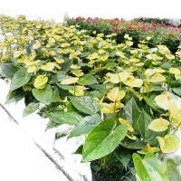 ราคา ต้นหน้าวัว Vanilla ดอกเหลือง วนิลา กระถาง5-7นิ้ว สูง30-60cm หน้าวัว (1732155990636005881)