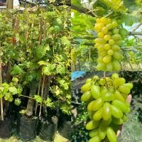 ราคา ต้นองุ่นไวท์มะละกา (White Malaka Grape) (1730227895993928532)