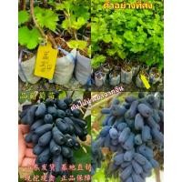 ราคา ต้นองุ่น ต้นองุ่นนิ้วแม่มด ต้นองุ่นมนต์ดำ ต้นองุ่นดำ พันธุ์ ไร้เมล็ด ต้นองุ่นไพลิน ต้นองุ่นเล็บมือนาง ต้นองุ่นนิ้ว Finger Grape vine (1730004901637818709)