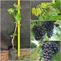 ราคา ต้นพันธุ์องุ่นแบล็คโอปอลเสียบยอดไร้เมล็ดให้ลูกใหญ่หวานอร่อย ปีละออกผล2-3 ครั้ง ต้นองุ่น black opal grape (1731776948986416075)