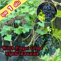 ราคา 1 ต้นองุ่น Witch Finger Grape ต้นพันธุ์องุ่นนิ้วมือแม่มดเสียบยอด องุ่นนิ้วแม่มด สูง 40-60 ซม. ต้นองุ่น Witch Finger Grape ต้นองุ่นเสียยอด (1731877904526312688)