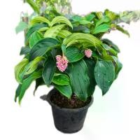 ราคา #ไข่มุกอันดามัน / Rose Grape / Showy ไข่มุกอันดามัน เป็นไม้ดอกอายุหลายปี ต้นเป็นพุ่มสูงได้ถึง 3 เมตร ในธรรมชาติเป็นไม้อิงอาศัยกับไม้ใหญ่ สามารถปลูกเป็นไม้กระถางหรือไม้ประดับแป (1731427767759701491)