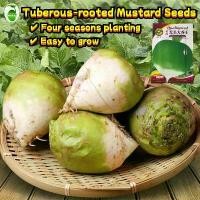 ราคา High Yield Tuberous-rooted Mustard Seeds for Sale (300pc/pack) Brassica Juncea Pickled Vegetable Seeds for Planting Turnip Seeds Radish Seed Organic Vegetables Seeds for Gardenin (1732486501373150681)