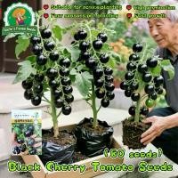 ราคา เมล็ดพันธุ์แท้100% 80เมล็ด ปลูกง่าย เมล็ดพันธุ์ มะเขือเทศ เชอรี่สีดำ Organic Sweet Black Cherry Tomato Seeds for Planting Vegetables Plants Fruits Seeds OP ปลูกได้ตลอดปี เมล็ดงอก (1732464659675842009)