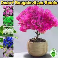 ราคา Bonsai Bougainvillea Seeds for Sale (80pcs/pack) เฟื่องฟ้าแคระ ต้นเฟื่องฟ้า ต้นเฟื่องฟ้าสาวิตรี Potted Flowering Plant Seeds Bougainvillea Flower Seeds for Planting Bonsai Tree B (1732499389841376729)