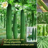 ราคา เมล็ดบวบเหลี่ยม ลูกผสม พันธุ์ขุนศึก Luffa Seeds for Planting - งอกง่าย มล็ดพันธุ์บวบเหลี่ยม บวบเหลี่ยมลูกผสม วิกเกอร์เอ Long Ridged Patola Seeds Organic Vegetables Seeds Plants F (1731659323238025925)