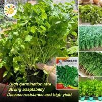ราคา เมล็ดผักชี สายสมร Coriander Seeds งอกง่าย 300เมล็ด/ซอง เมล็ดพันธุ์ผักชี เมล็ดพันธุ์ ผักชี Flat Leaf Parsley Seeds for Planting Chinese Parsley Vegetable Seeds Bonsai Vegetables P (1732027049463548685)