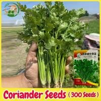 ราคา เมล็ดผักชี สายสมร Coriander Seeds งอกง่าย 300เมล็ด/ซอง เมล็ดพันธุ์ผักชี เมล็ดพันธุ์ ผักชี Flat Leaf Parsley Seeds for Planting Chinese Parsley Vegetable Seeds Bonsai Vegetables P (1732075057289792269)
