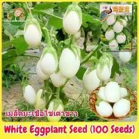 ราคา เมล็ดพันธุ์มะเขือไข่เต่า เมล็ดมะเขือไข่เต่า มะเขือไข่เต่าขาว บรรจุ 100 เมล็ด White Eggplant Seed Organic Vegetables Seeds for Planting ผักออร์แกนิก เมล็ดพันธุ์ผัก F1 ผักสวนครัว ต (1731908354995162111)