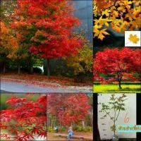 ราคา (1ต้น) เมเปิ้ล Maple Tree ต้นเมเปิ้ล สี เหลือง แดง ศรัณย์รักษ์ (1729570389951154517)