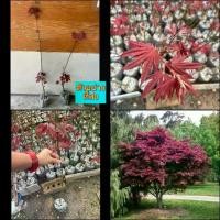 ราคา (1ต้น) เมเปิ้ล Maple Tree ต้นเมเปิ้ล สี แดง จีน เมเปิ้ลแดงจีน ศรัณย์รักษ์ (1729571391035705685)