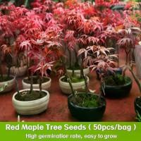 ราคา พันธุ์หายาก 50 เมล็ด Japanese Red Maple Tree Seeds for Planting ใบเมเปิ้ลญี่ปุ่น พืชหายาก ไม้ประดับภูมิสถาปัตยกรรม (1732071013463919295)