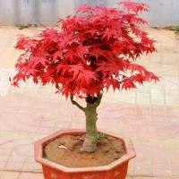 ราคา ต้นเมเปิ้ล Maple Seeds ต้นเมเปิ้ลแดง เมล็ดดอกไม้ ต้นไม้หายาก ต้นไม้มงคล ต้นไม้ฟอกอากาศ ต้นไม้ประดับ ต้นไม้ พันธุ์ไม้หายาก ต้นชบาเมเปิ้ล Beautiful Red Maple Tree Bonsai plants Flo (1731344689463985835)
