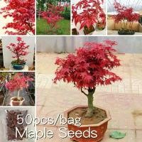 ราคา *ขายเมล็ดพันธุ์/ประเทศไทยพร้อมสต็อก* ปลูกง่าย 50 เมล็ด เมล็ดเมเปิ้ล ต้นไม้แคระ Red Maple Tree Seeds Maple Seeds ต้นเมเปิ้ล ต้นเมเปิ้ลแดง ต้นไม้ฟอกอากาศ ต้นไม้ประดับ ต้นชบาเมเปิ้ล (1731982549130184655)