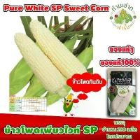 ราคา จัดส่งฟรี กทม [ซองแท้ 200เมล็ด] เมล็ดพันธุ์ ข้าวโพด เพียวไวท์ SP Pure White SP Hokkaido Sweet Corn ข้าวโพดฮอกไกโด ข้าวโพดนมสด (1731616453376377954)