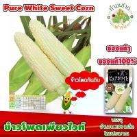 ราคา [ซองแท้ 200เมล็ด] เมล็ดพันธุ์ ข้าวโพด เพียวไวท์ Pure White Hokkaido Sweet Corn ข้าวโพดฮอกไกโด ข้าวโพดนมสด ข้าวโพดญี่ปุ่น (1729623219150030857)