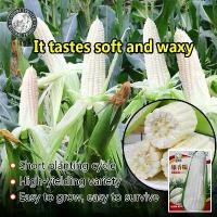 ราคา ปลูกง่าย (40เมล็ด/ซอง) เมล็ดพันธุ์ ข้าวโพดข้าวเหนียวไวท์กรีน(Waxy Corn White Green) ปลูกง่าย ปลูกได้ทั่วไทย เมล็ดพันธุ์ผัก ผักออร์แกนิก เมล็ดบอนสี ผักสวนครัว ต้นผลไม้ บอนไซ พันธุ (1730479382386739746)