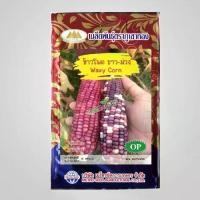 ราคา เมล็ดข้าวโพดขาวม่วง Waxy Corn MT/OP-063 ประมาณ80เมล็ด เมล็ดพันธุ์ข้าวโพด เมล็ดข้าวโพด เมล็ดพันธุ์ผัก เมล็ดผักสวนครัว ตราภูเขาทอง (1729736293190044667)
