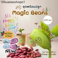 ราคา ถั่วบอกรัก [Magic Beans] ชุดพร้อมปลูก Let’s grow ลดราคาพิเศษพร้อมโค้ดส่วนลด‼️ (1731200004576544436)