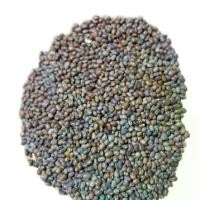 ราคา Black Circle Beans ถั่วดำ กลม (1732394998665938570)