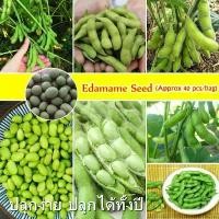 ราคา (40เมล็ด/ซอง) ถั่วแระญี่ปุ่น เมล็ดพันธุ์ Edamame Seed เมล็ดพันธุ์ ถั่วแระญี่ปุ่น คาริคาชิ High Yield Edamame Seeds for Planting Green Beans Seeds เมล็ดพันธุ์ถั่ว เมล็ดผักสวนครัว (1731975380008733453)