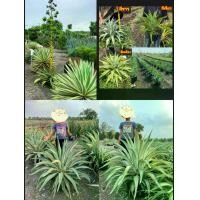 ราคา มี3สีให้เลือก อากาเว่ อะกาเว อากาเว่ปากนกแก้ว Agave Attennuata สีขาว สีเหลือง สีเขียว / ayniris (1731450219746985301)
