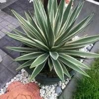 ราคา อากาเว่ Agave “ดาวกระจาย”️ (1731334904433379055)