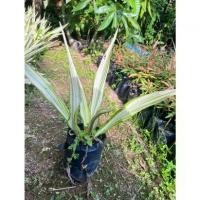 ราคา Agave americana ต้นอากาเว่เป็นพืชประเภทไม้ประดับต้นอากากเว่ ความสูง 30+ เซนมีอายุเพียง 20-30 ปีอากาเว่ เป็นไม้อวบน้ำ ไม่มีลำต้น แตกกอกลม ทรงพุ่มแผ่เป็นวงกว้างเรียงตัวเหมือนกลีบกุ (1730056820028115084)