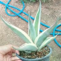 ราคา อากาเว่ Agave guiengola 'creme brulee'ต้นอวบใหญ่ กระถาง 6นิ้ว (1730312658696178542)