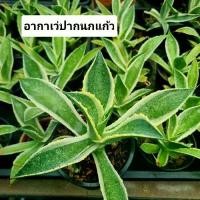 ราคา อากาเว่ปากนกแก้วอากาเว่ปากนกแก้วขอบเหลืองAgave (1732090060973705803)
