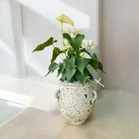 ราคา Flower pot กระถางดินเผาทรงโอ่ง มีหู 3 หู ขนาด 26 x 30 cm. (1729851567373125975)