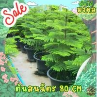 ราคา [พร้อมส่ง] ต้นสนฉัตร (Norfolk island pine) ขนาด 70-80cm (ราคาต่อ1ต้น) (1731233997859685766)