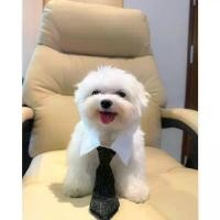 ราคา ปลอกคอ เนคไท น้องหมา น้องแมว CEO เท่านั้นนะคะลุคนี้ สำหรับน้องหมาที่ถึงวัยทำงานค่ะ หรือบางทีมีประชุมด่วนๆ ขายดี แนะนำ คลังสินค้า (1732555831385949449)