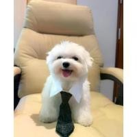 ราคา ⊿ปลอกคอ เนคไท น้องหมา น้องแมว CEO เท่านั้นนะคะลุคนี้ สำหรับน้องหมาที่ถึงวัยทำงานค่ะ หรือบางทีมีประชุมด่วนๆ☚ (1732355062630287274)