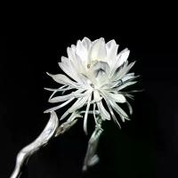 ราคา กิ๊บติดผม, Epiphyllum, เงินแท้ S925, เครื่องมือจัดแต่งทรงผม, สไตล์จีน, กิ๊บติดผม Hanfu, การออกแบบดั้งเดิม (1732284091817297233)