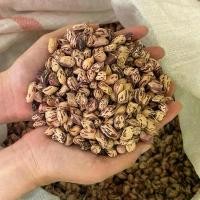 ราคา เมล็ดถั่วลายเสือดิบ! (กะเทาะเปลือกแล้ว)เมล็ดพันธุ์ถั่วลายเสือ ของแท้100%(สำหรับนำไปคั่ว/ต้ม หรือนำไปเป็นเมล็ดพันธุ์ได้เลย) สินค้า OTOP อันดับ 1 จากจังหวัดแม่ฮ่องสอน ถั่ว สลิงลายเสือ ถัว ดิน (173169676