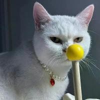 ราคา ปลอกคอสัตว์เลี้ยง สำหรับสุนัขและแมวขนาดเล็ก พร้อมอัญมณี สร้อยคอ DIY อุปกรณ์เสริม ปลอกคอแมว อุปกรณ์สำหรับสัตว์เลี้ยง ปลอกคอ สายรัด และสายจูง ปลอกคอ แมว gps เชื่อมต่อ มือถือ สาย จูง หมา แมว (17324137052