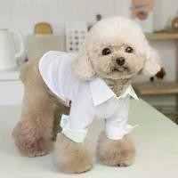 ราคา เสื้อสุนัขแมวขาว, เสื้อผ้าสุนัขเด็กผู้ชาย, ชุดแต่งงาน, เหมาะสำหรับปอมเมอเรเนียน, ชิชู, มอลตา, พุดเดิ้ล, บิชอน ฟรอส, เสื้อผ้าสัตว์เลี้ยง, สีขาว, [COD] (1732082121818474277)