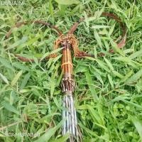 ราคา Panyaasa ครืนดักไก่นกอีลุ้มแบบคู่.ชุด.15.หลัก.30.บ่วง*ไม่มีรังเก็บ* ขายดีประจำเดือนนี้ v 200 w ตก ปลา ครบ ที่นิยมมากที่สุด เครื่อง แต่ง หัวคิว 14 ตู้ ตัก เรจ จี้ รอก สปินนิ่ง ป (1732474520648189228)