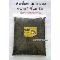 ราคา หัวเชื้อลูกตาล (1 กิโลกรัม) หัวเชื้อตาลกลางดง หัวเชื้อตาล เหยื่อตาล เหยื่อลูกตาล เหยื่อตกปลา เหยื่อตกปลานิล หัวตาล (1732318164597835210)