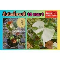 ราคา [พร้อมส่ง] ต้นโพธิ์สามสี ไม้ด่าง โพธิ์ 3 สี​ 7 สี โพธิ์ด่าง ไม้ประดับ ธรรมชาติ ต้นไม้ ฟอกอากาศ จัดสวน แต่งบ้าน กระถาง ต้นโพธิ์ (1732249153179977249)