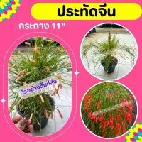 ราคา ขายดี ต้นประทัดจีน #ดอกประทัดจีน #ดอกไม้ #ต้นไม้ (1731997307243956183)