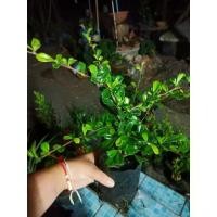 ราคา ต้นชา, ดัด, ประเภทถุง, No. ต้นไม้, ราคาต่ำ, ต้น, ขั้นต่ำ 10 ต้น (1732481125204264103)