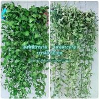 ราคา คละ 5ตะกร้า ต้นไม้ฟอกอากาศ พร้อมลวดแขวน มีหลาย แบบมากๆ #ต้นไม้ #ต้นไม้มงคล #ต้นไม้ฟอก อากาศ #รากอากาศ #เคราฤาษี #กระถางต้นไม้ #ตกแต่งบ้าน #สวนต้นไม้ #ไม้แขวน #ดิน #ต้น เดฟ #ต้นทิ (1730638002916198573)