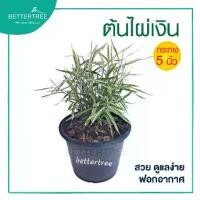 ราคา ต้นไผ่เงิน กระถางขนาด 5 นิ้ว แมวกินได้ หญ้าแมว ต้นไม้ ต้นไม้มงคล ไผ่แมว (1732015404529780266)