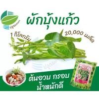 ราคา เมล็ดพันธุ์ ผักบุ้งแก้ว 1 กิโลกรัม เมล็ดผักบุ้งแก้ว พันธุ์แตกกอ (1729606396467316755)
