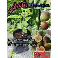 ราคา ☼ต้นฟิกซ์ ต้นมะเดื่อฝรั่งBTM6 ญี่ปุ่น Japan fig บราวน์ตุรกี ผลไม้ ผักสลัด ต้นกล้า กิ่งตอน เมล็ดพันธุ์ จัดสวน ดิน ปุ๋ย✻ (1732425201696540555)
