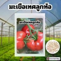 ราคา เมล็ดพันธุ์ มะเขือเทศลูกท้อ เนื้อเยอะ เปรี้ยวอมหวาน ทพอาหารอร่อย บรรจุ 200 เมล็ด (1731032597573110195)