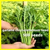 ราคา เมล็ด วลด์ ร็อกเก็ต Organic Rocket Arugula Seed - งอกง่าย 500เมล็ด/ซอง เมล็ดพันธุ์ ผักสลัดร็อคเกต เมล็ดพันธุ์ผักสลัดร็อคเกต ผักสลัด ผักร็อคเก็ต เมล็ด อรูกูล่า ร็อคเก็ต Salad Seed (1731668945257466565)